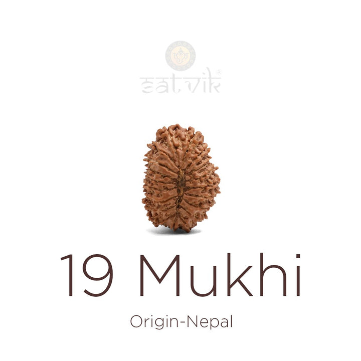 19 Mukhi Rudraksha | India's Most Authentic  Lab & X-ray Certified Rudraksha Collection – Rudrapure.com