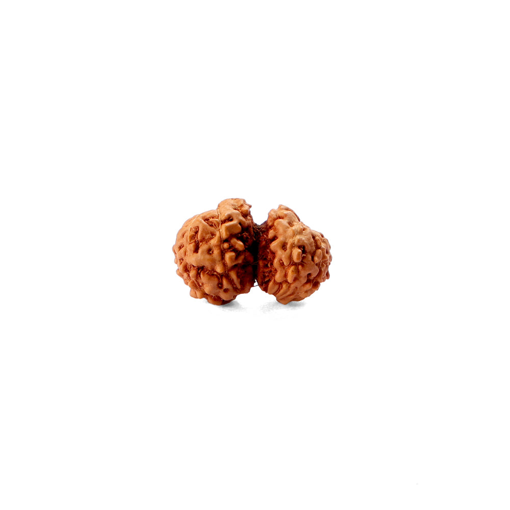 Gudu Raksha Shop Gauri Shankar Rudraksha Indo Certified | Rudrapure.com – RudraPure™