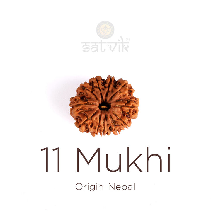 11 Mukhi Rudraksha | India's Most Authentic  Lab & X-ray Certified Rudraksha Collection – Rudrapure.com