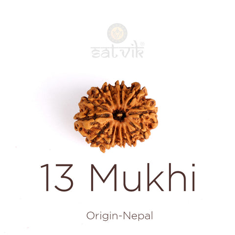 13 Mukhi Rudraksha | India's Most Authentic  Lab & X-ray Certified Rudraksha Collection – Rudrapure.com