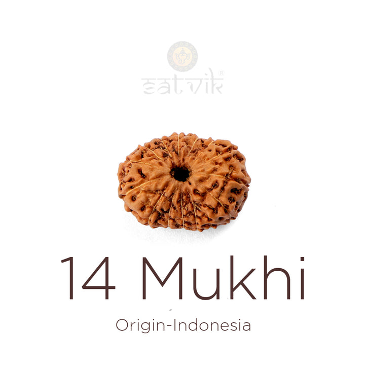 Authentic 14 Mukhi Indonesia Rudraksha bead | India's Most Authentic  Lab & X-ray Certified Rudraksha Collection – Rudrapure.com

