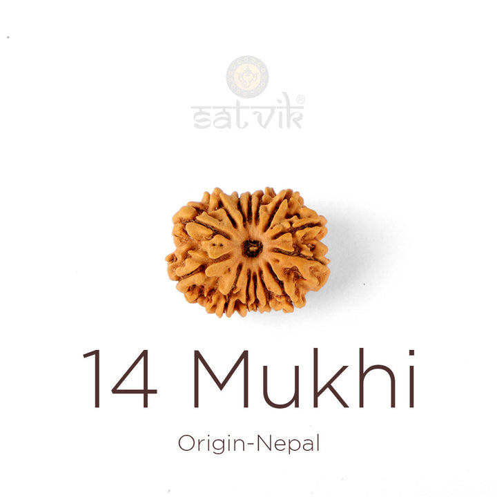 14 Mukhi Rudraksha bead natural Nepali fourteen face Rudraksha. India's Most Authentic  Lab & X-ray Certified Rudraksha Collection – Rudrapure.com