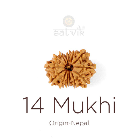 14 Mukhi Rudraksha bead natural Nepali fourteen face Rudraksha. India's Most Authentic  Lab & X-ray Certified Rudraksha Collection – Rudrapure.com
