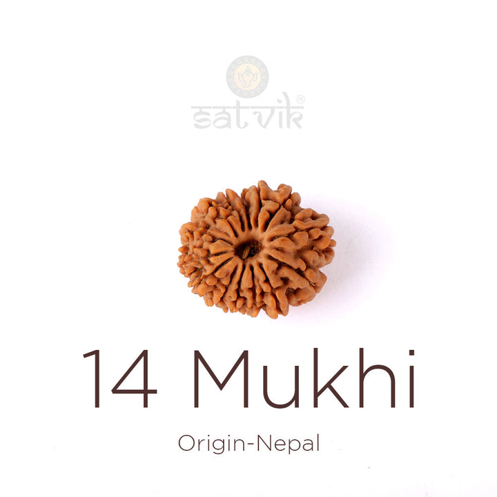 14 Mukhi Rudraksha bead natural Nepali fourteen face Rudraksha. India's Most Authentic  Lab & X-ray Certified Rudraksha Collection – Rudrapure.com