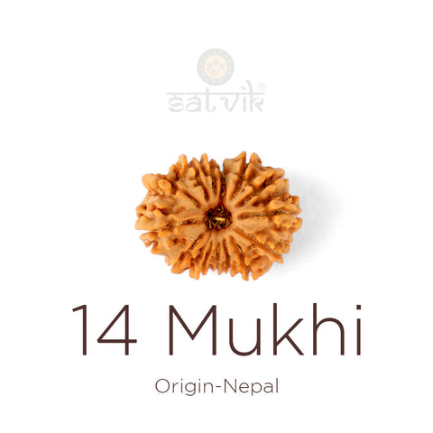 14 Mukhi Rudraksha bead natural Nepali fourteen face Rudraksha. India's Most Authentic  Lab & X-ray Certified Rudraksha Collection – Rudrapure.com