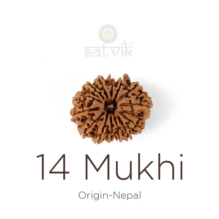 14 Mukhi Rudraksha bead natural Nepali fourteen face Rudraksha. India's Most Authentic  Lab & X-ray Certified Rudraksha Collection – Rudrapure.com