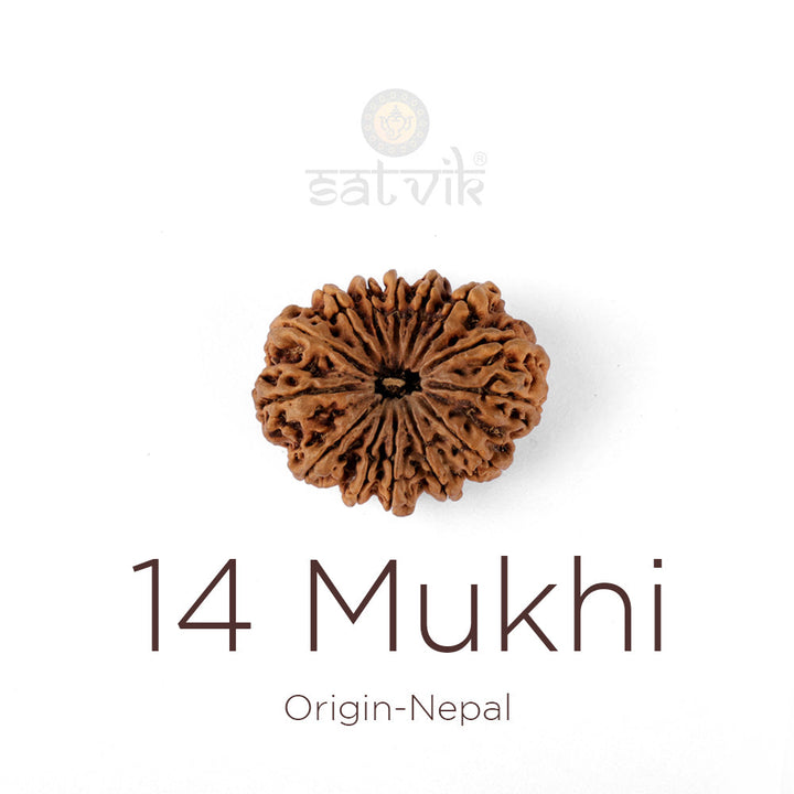 14 Mukhi Rudraksha bead natural Nepali fourteen face Rudraksha. India's Most Authentic  Lab & X-ray Certified Rudraksha Collection – Rudrapure.com