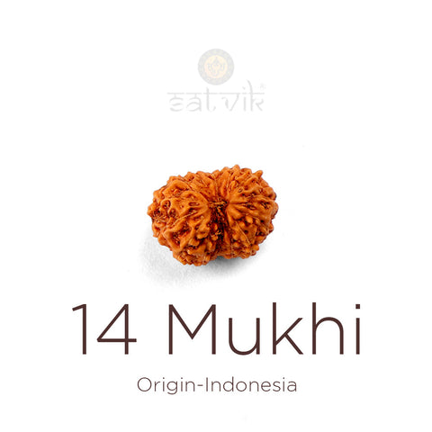 14 Mukhi Rudraksha bead natural Indo fourteen face Rudraksha. India's Most Authentic  Lab & X-ray Certified Rudraksha Collection – Rudrapure.com

