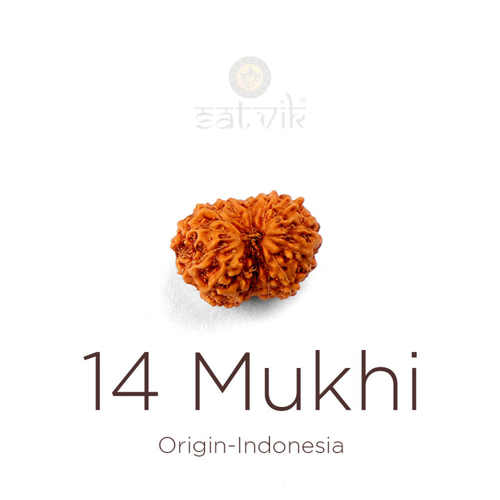 14 Mukhi Rudraksha bead natural Indo fourteen face Rudraksha. India's Most Authentic  Lab & X-ray Certified Rudraksha Collection – Rudrapure.com
