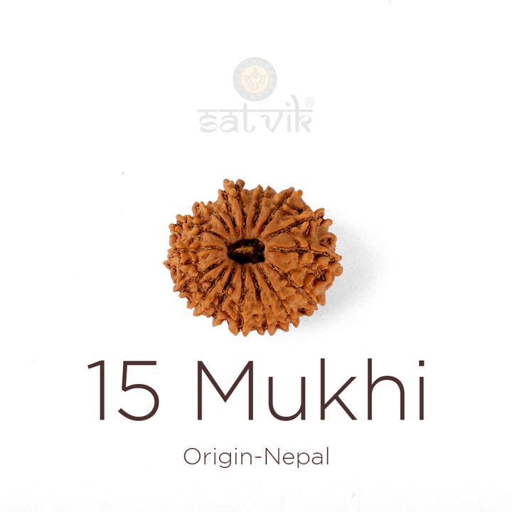 15 Mukhi Rudraksha bead natural Nepali fifteen face Rudraksha. India's Most Authentic  Lab & X-ray Certified Rudraksha Collection – Rudrapure.com