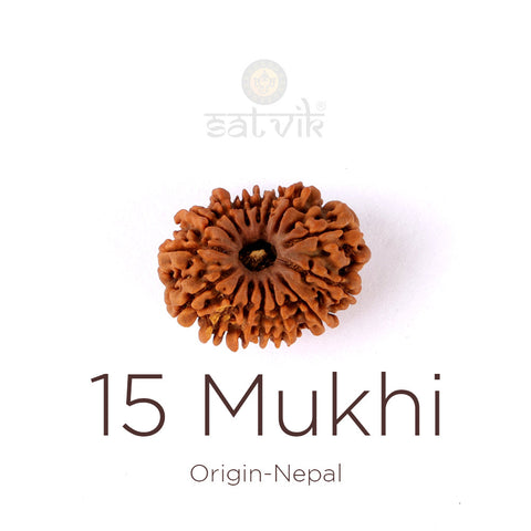 15 Mukhi Rudraksha bead natural Nepali fifteen face Rudraksha.India's Most Authentic  Lab & X-ray Certified Rudraksha Collection – Rudrapure.com