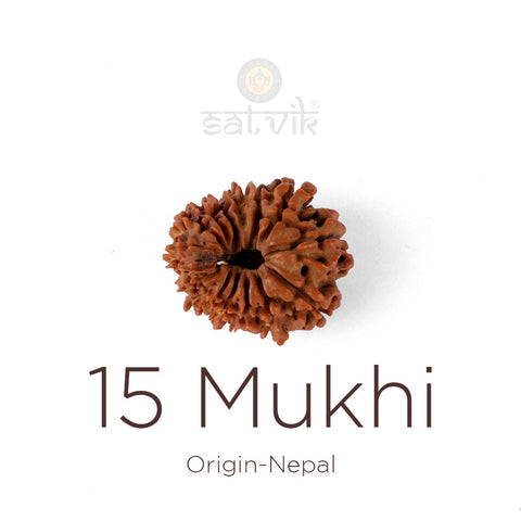 15 Mukhi Rudraksha bead natural Nepali fifteen face Rudraksha. India's Most Authentic  Lab & X-ray Certified Rudraksha Collection – Rudrapure.com