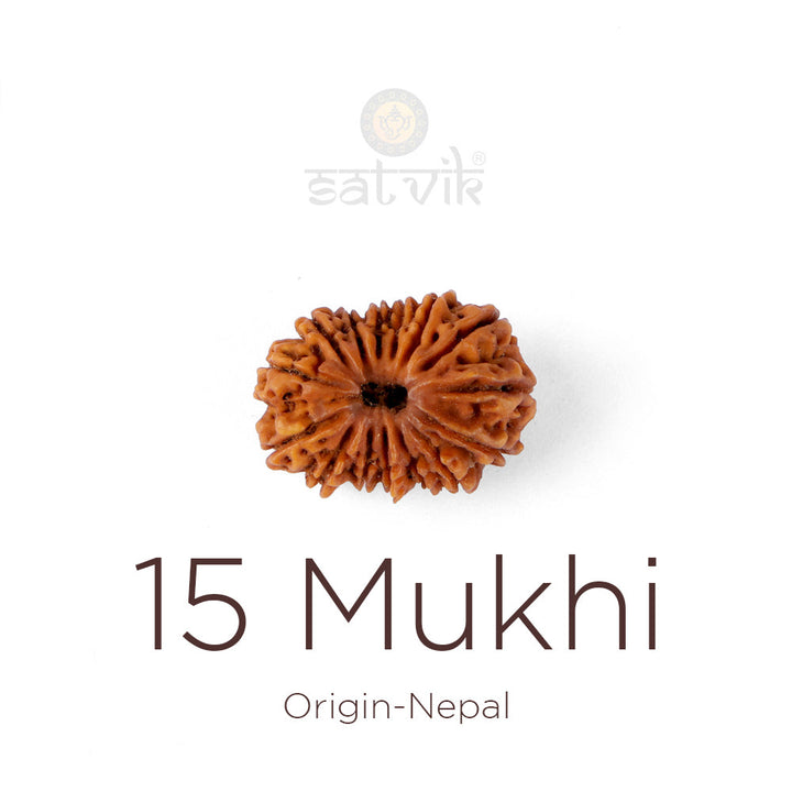 15 Mukhi Rudraksha bead natural Nepali fifteen face Rudraksha. India's Most Authentic  Lab & X-ray Certified Rudraksha Collection – Rudrapure.com