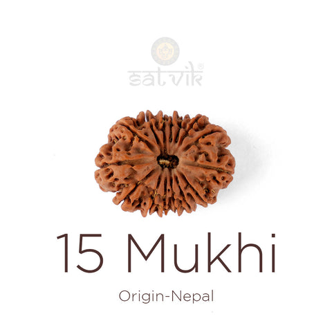 15 Mukhi Rudraksha bead natural Nepali fifteen face Rudraksha. India's Most Authentic  Lab & X-ray Certified Rudraksha Collection – Rudrapure.com