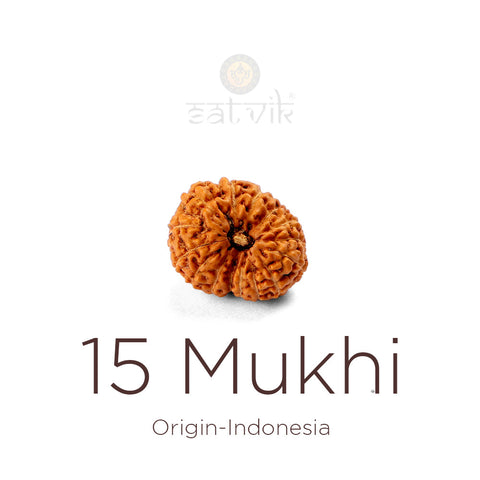 15 Mukhi Rudraksha bead, natural Indo fifteen-face Rudraksha. India's Most Authentic  Lab & X-ray Certified Rudraksha Collection – Rudrapure.com
