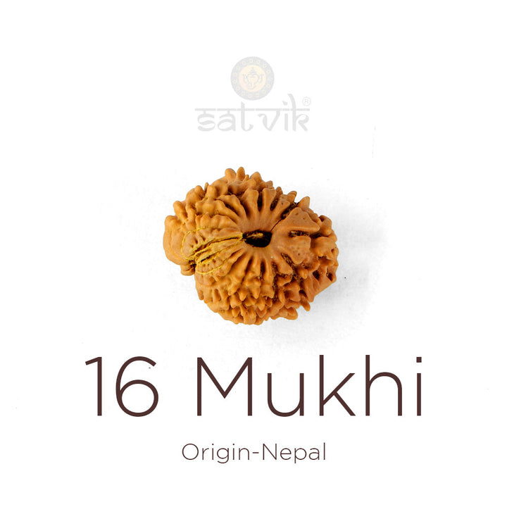 16 Mukhi Rudraksha bead natural Nepali sixteen face Rudraksha. India's Most Authentic  Lab & X-ray Certified Rudraksha Collection – Rudrapure.com