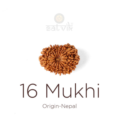 16 Mukhi Rudraksha bead natural Nepali sixteen face Rudraksha. India's Most Authentic  Lab & X-ray Certified Rudraksha Collection – Rudrapure.com