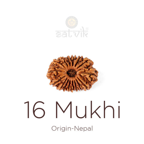 16 Mukhi Rudraksha bead natural Nepali sixteen face Rudraksha. India's Most Authentic  Lab & X-ray Certified Rudraksha Collection – Rudrapure.com