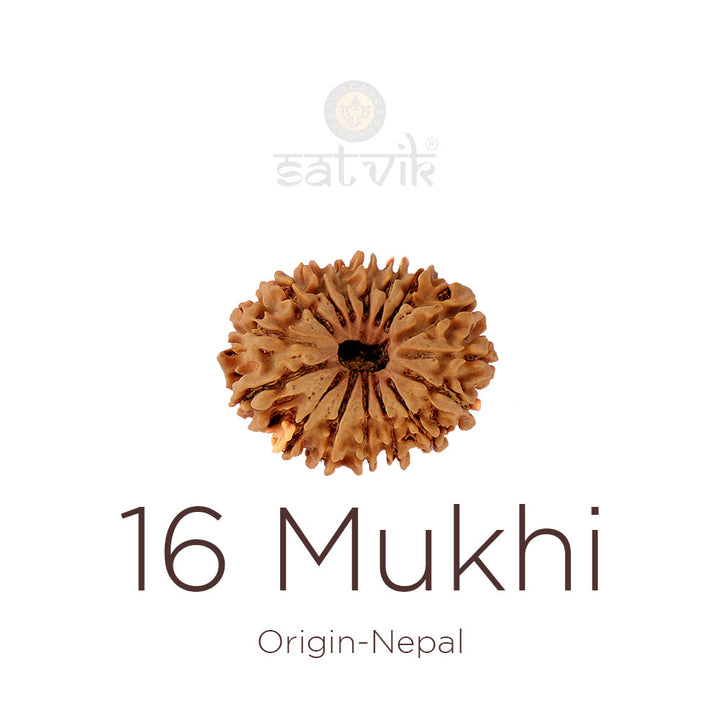 16 Mukhi Rudraksha bead natural Nepali sixteen face Rudraksha. India's Most Authentic  Lab & X-ray Certified Rudraksha Collection – Rudrapure.com