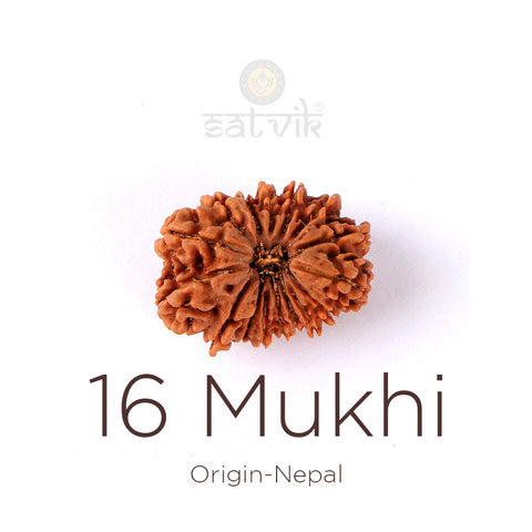 16 Mukhi Rudraksha bead natural Nepali sixteen face Rudraksha. India's Most Authentic  Lab & X-ray Certified Rudraksha Collection – Rudrapure.com