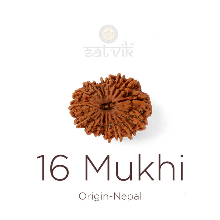 16 Mukhi Rudraksha bead natural Nepali sixteen face Rudraksha. India's Most Authentic  Lab & X-ray Certified Rudraksha Collection – Rudrapure.com