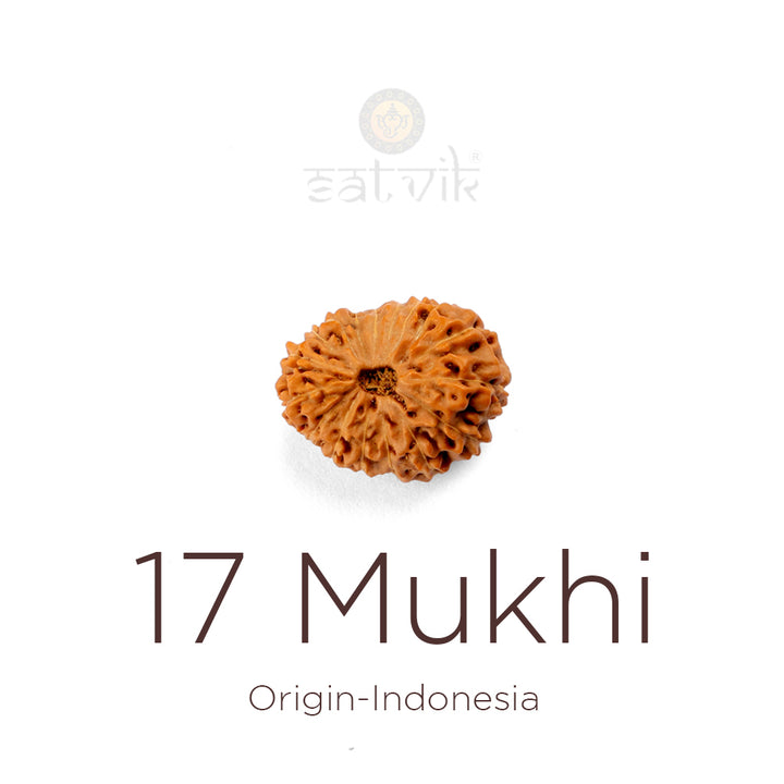 17 Mukhi Indonesian Rudraksha bead | India's Most Authentic  Lab & X-ray Certified Rudraksha Collection – Rudrapure.com
