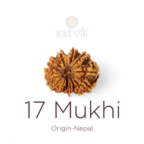 17 Mukhi Rudraksha bead natural Nepali seventeen face Rudraksha. India's Most Authentic  Lab & X-ray Certified Rudraksha Collection – Rudrapure.com