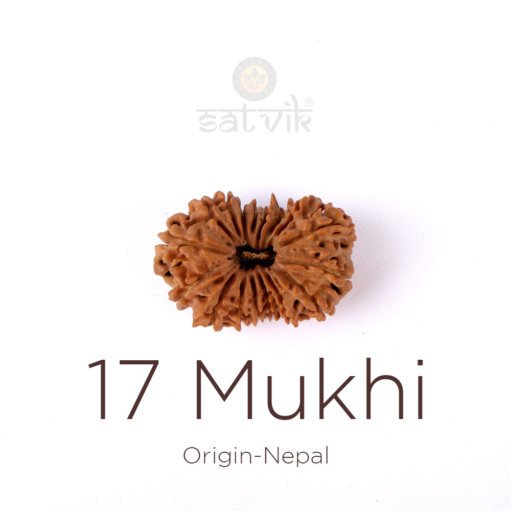 17 Mukhi Rudraksha bead natural Nepali seventeen face Rudraksha. India's Most Authentic  Lab & X-ray Certified Rudraksha Collection – Rudrapure.com