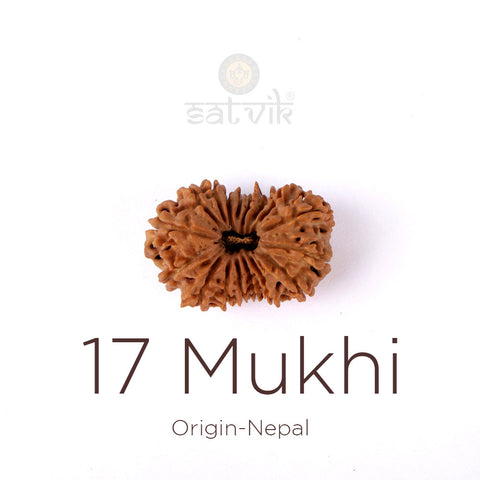 17 Mukhi Rudraksha bead natural Nepali seventeen face Rudraksha. India's Most Authentic  Lab & X-ray Certified Rudraksha Collection – Rudrapure.com
