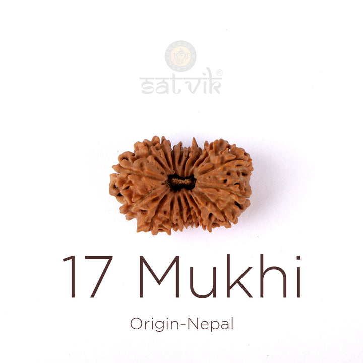 17 Mukhi Rudraksha bead natural Nepali seventeen face Rudraksha. India's Most Authentic  Lab & X-ray Certified Rudraksha Collection – Rudrapure.com