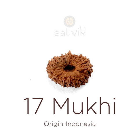 17 Mukhi Rudraksha bead natural Indo seventeen face Rudraksha.India's Most Authentic  Lab & X-ray Certified Rudraksha Collection – Rudrapure.com
