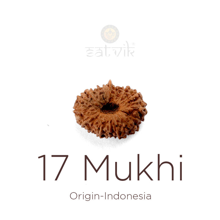 17 Mukhi Rudraksha bead natural Indo seventeen face Rudraksha.India's Most Authentic  Lab & X-ray Certified Rudraksha Collection – Rudrapure.com
