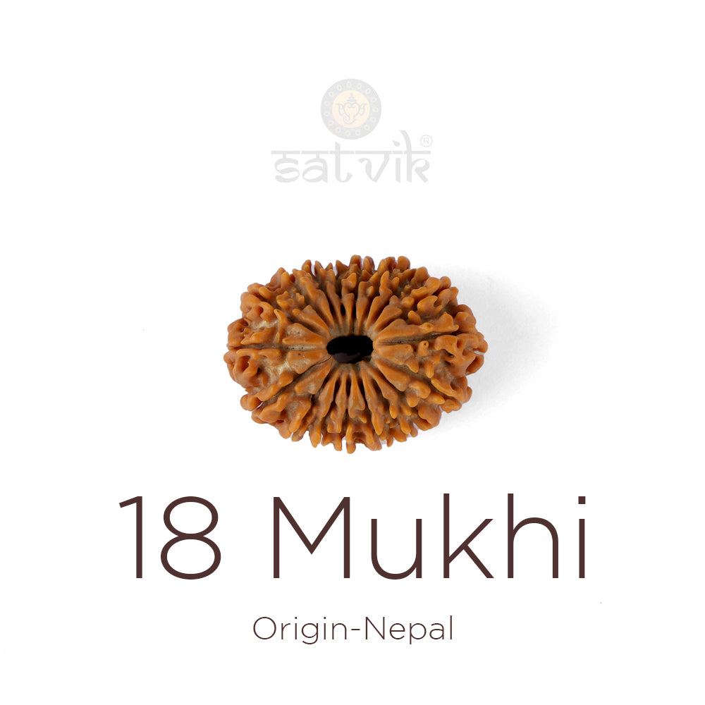 18 Mukhi Rudraksha bead natural Nepali eighteen face Rudraksha. India's Most Authentic  Lab & X-ray Certified Rudraksha Collection – Rudrapure.com