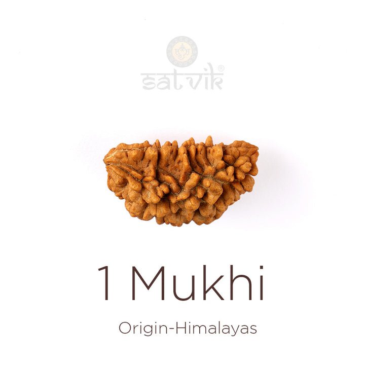 1 Mukhi Rudraksha Half Moon Shape Original Certified Rudraksha Bead | India's Most Authentic  Lab & X-ray Certified Rudraksha Collection – Rudrapure.com