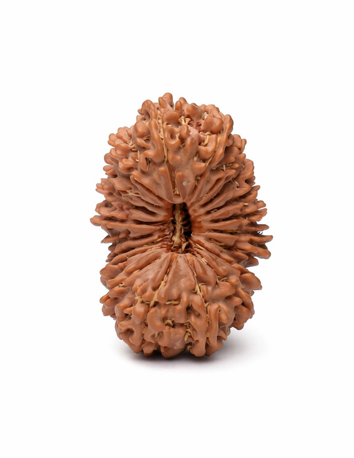 20 Mukhi Rudraksha bead natural Nepali twenty face Rudraksha. India’s Premium Rudraksha Beads Brand - www.satvikstore.in