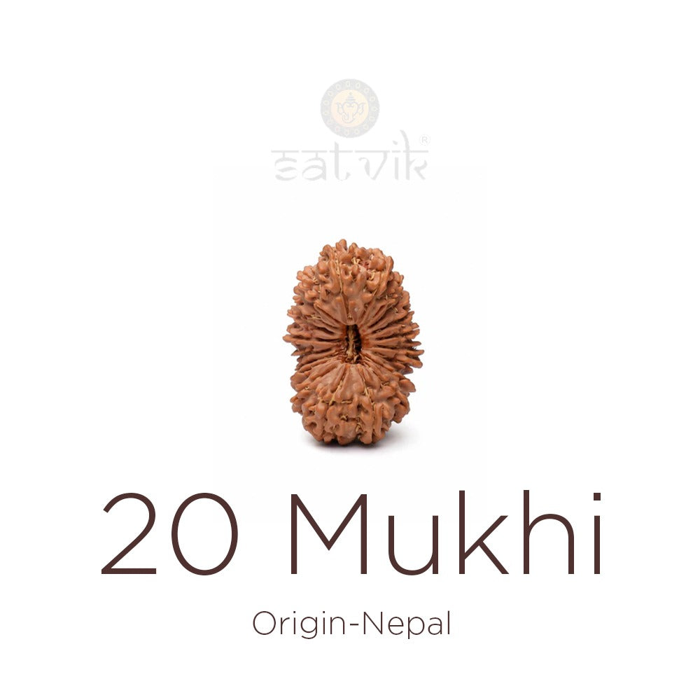20 Mukhi Rudraksha | India's Most Authentic  Lab & X-ray Certified Rudraksha Collection – Rudrapure.com