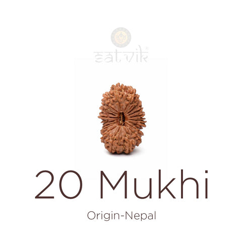 20 Mukhi Rudraksha | India's Most Authentic  Lab & X-ray Certified Rudraksha Collection – Rudrapure.com
