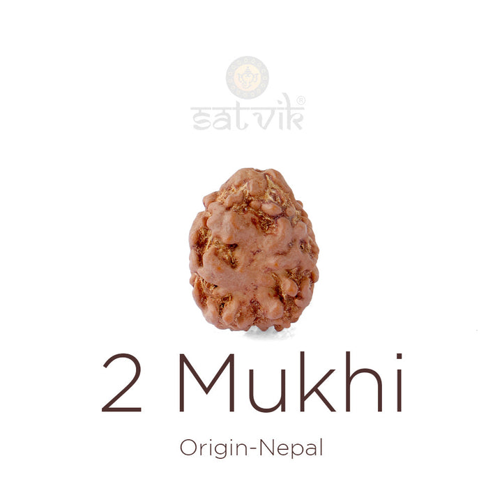 2 Mukhi Rudraksha bead natural Nepali 17.82mm two face Rudraksha. India's Most Authentic  Lab & X-ray Certified Rudraksha Collection – Rudrapure.com