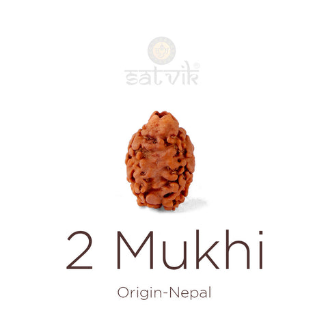 2 Mukhi Rudraksha bead natural Nepali 18.64mm two face Rudraksha. India's Most Authentic  Lab & X-ray Certified Rudraksha Collection – Rudrapure.com
