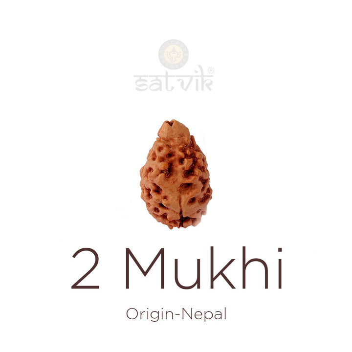 2 Mukhi Rudraksha bead natural Nepali 21.32mm two face Rudraksha. India's Most Authentic  Lab & X-ray Certified Rudraksha Collection – Rudrapure.com