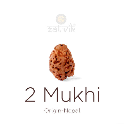 2 Mukhi Rudraksha bead natural Nepali 21.41mm two face Rudraksha. India's Most Authentic  Lab & X-ray Certified Rudraksha Collection – Rudrapure.com