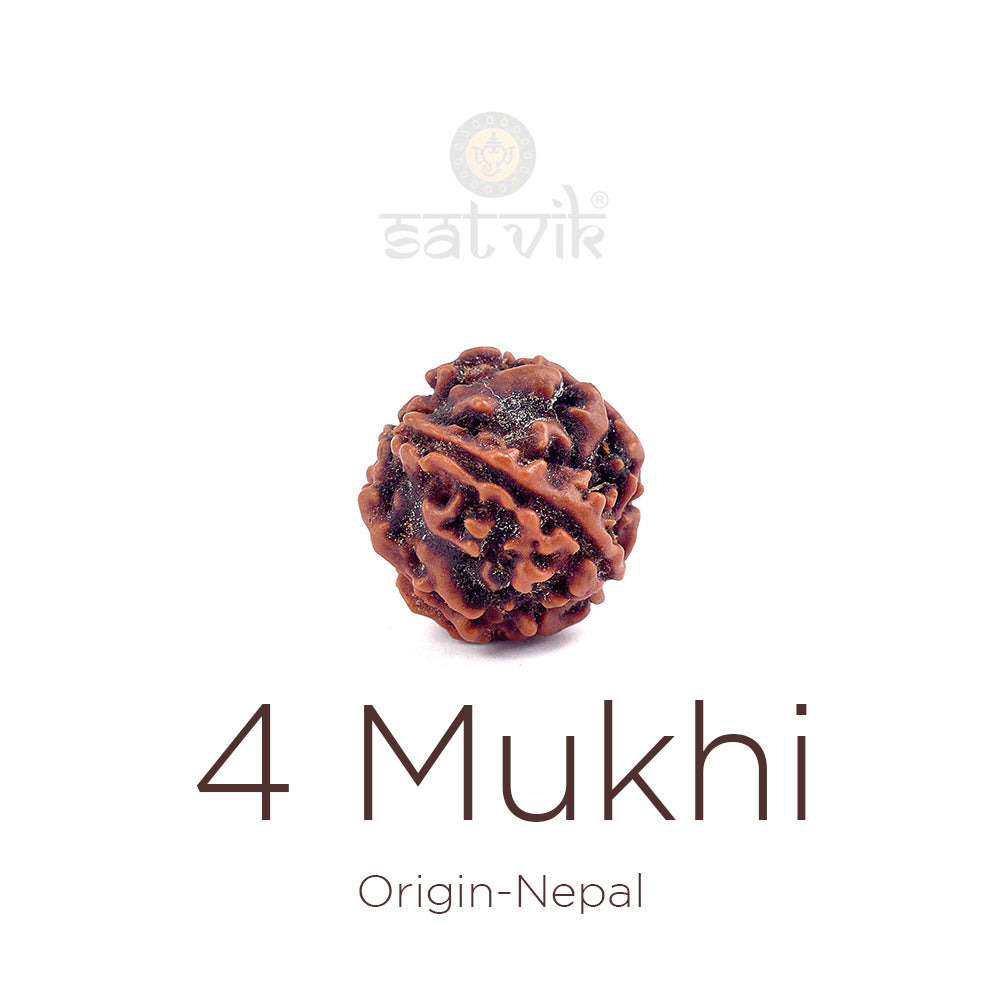 4 Mukhi Rudraksha (Regular) | Original Rudraksha India's Most Authentic  Lab & X-ray Certified Rudraksha Collection – Rudrapure.com