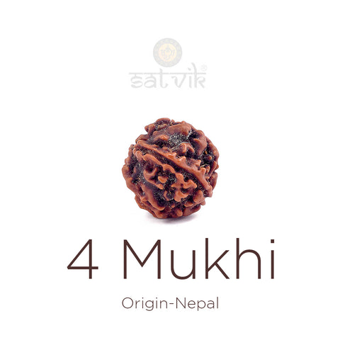 4 Mukhi Rudraksha (Regular) | Original Rudraksha India's Most Authentic  Lab & X-ray Certified Rudraksha Collection – Rudrapure.com
