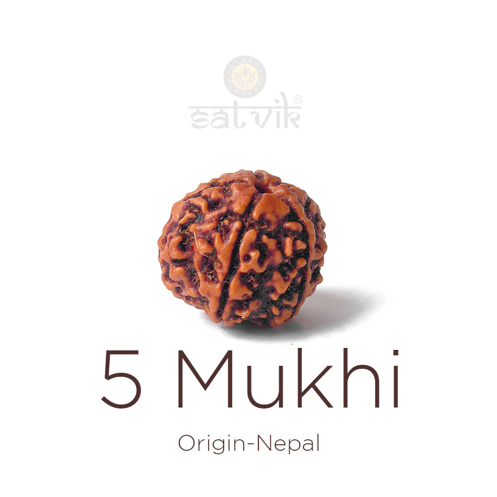 5 Mukhi Rudraksha | India's Most Authentic  Lab & X-ray Certified Rudraksha Collection – Rudrapure.com