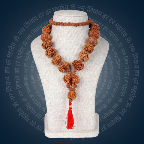 Siddha Mala 1-14 Mukhi Mala (Underdevloped)