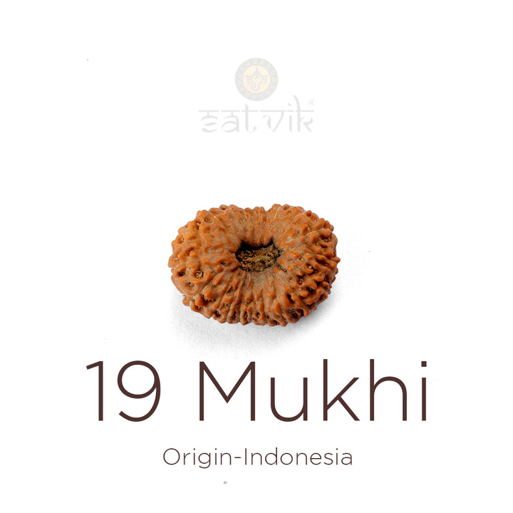 Authentic 19 Mukhi Indonesia Rudraksha bead | India's Most Authentic  Lab & X-ray Certified Rudraksha Collection – Rudrapure.com
