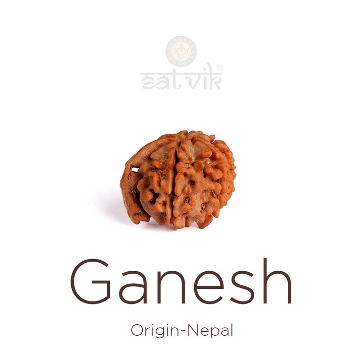 5 Mukhi Ganesha Rudraksha | India's Most Authentic  Lab & X-ray Certified Rudraksha Collection – Rudrapure.com
