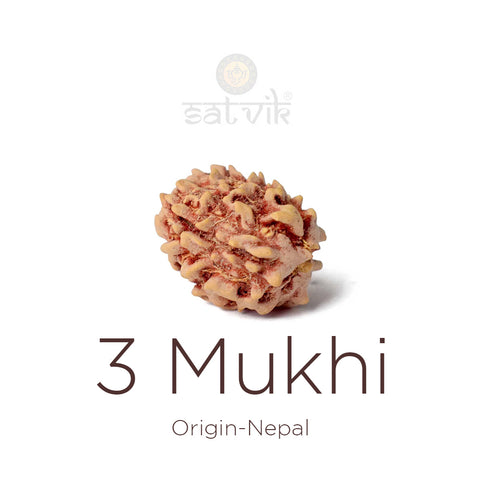 Natural 3 Mukhi Rudraksha bead | India's Most Authentic  Lab & X-ray Certified Rudraksha Collection – Rudrapure.com
