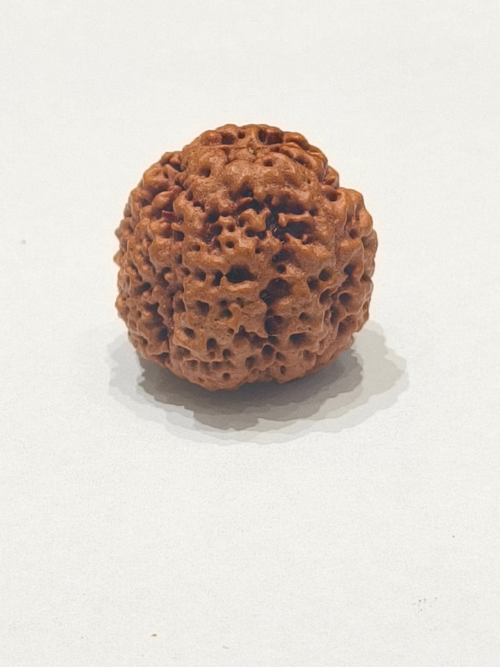 Nirakar Rudraksha bead natural Nepali premium formless Rudraksha. India's Most Authentic  Lab & X-ray Certified Rudraksha Collection – Rudrapure.com