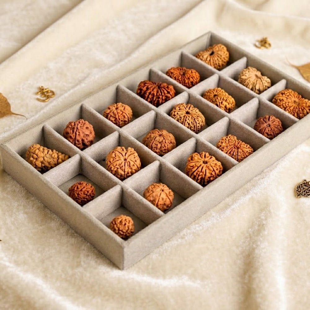 authentic nepali rudraksha - rudrapure.com